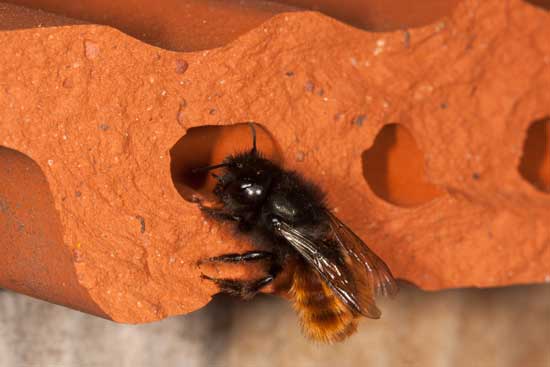 Osmia cornuta an Strangfalzziegel