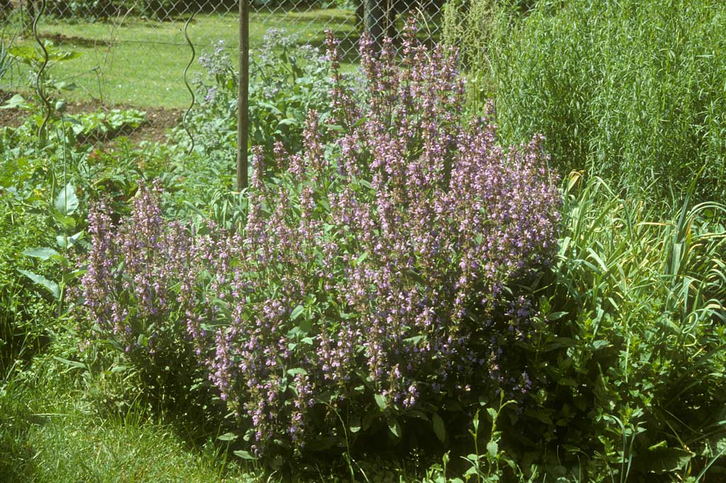 Salvia officinalis