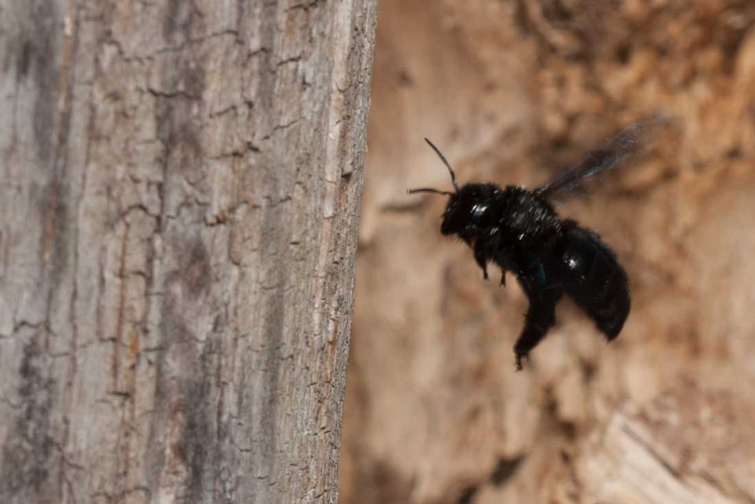 Xylocopa violacea