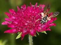 Knautien-Sandbiene_Knautia_macedonica