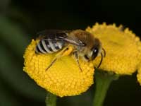 colletes_similis_rainfarn_0409