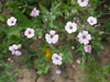 Vaccaria_hispanica_FS