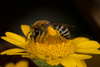 anthemis_tinctoria_colletes_similis_11A_5670_fs