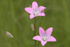 campanula_patula_06_2566_fs