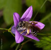 campanula_patula_andrena_pandellei_5275_fs