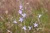 campanula_rapunculus_09_4950_fs