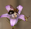 campanula_rapunculus_andrena_bicolor_4068_fs