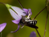 campanula_rapunculus_lasioglossum_costulatum_5998_fs