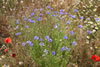 centaurea_cyanus_10A_1849_fs