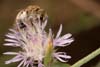centaurea_stoebe_halictus_pollinosus_10A_3127_fs