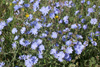 cichorium_intybus_10_2605_fs