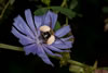cichorium_intybus_dasypoda_hirtipes_09A_4955_fs