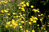 crepis_capillaris_09_3023_fs