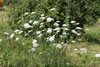 daucus_carota_12A_0617_fs