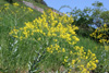 isatis_tinctoria_08_3529_fs