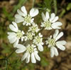 orlaya_grandiflora_057_fs