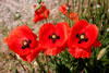 papaver_rhoaea_05_2667_fs