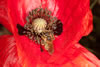 papaver_rhoeas_halictus_scabiosae_05_1931_fs