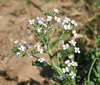 raphanus_raphanistrum_07_2352_fs