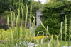 reseda_luteola_10_1852_fs