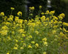 sinapis_alba_10_1415_fs