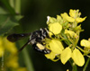 sinapis_arvensis_andrena_agilissima_2137_fs