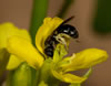 sinapis_arvensis_lasioglossum_marginellum_05_1946_fs