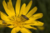 tragopogon_pratensis_andrena_fulvago_06_3613_fs