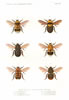 Friese, Die europäischen Bienen, Tafel 28