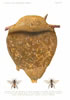 Friese, Die europäischen Bienen, Tafel 30