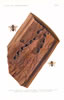 Friese, Die europäischen Bienen, Tafel 7