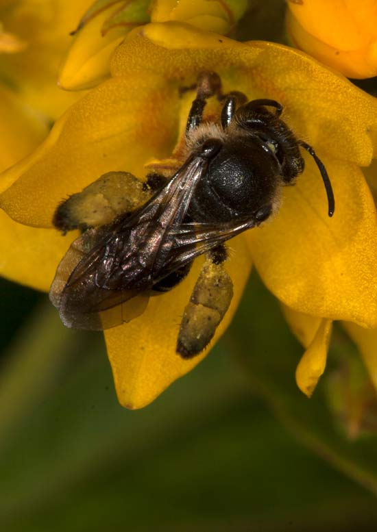 Macropis europaea