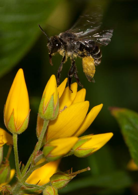 Macropis europaea