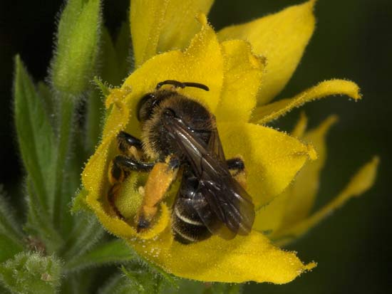 Macropis fulvipes