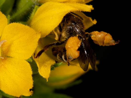 Macropis fulvipes