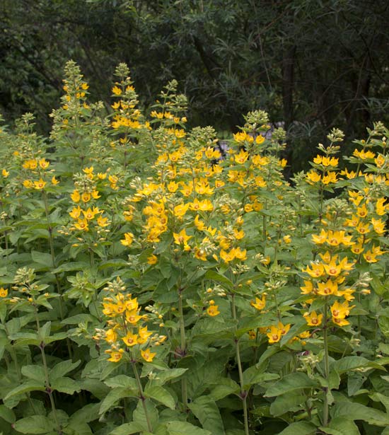 Lysimachia punctata