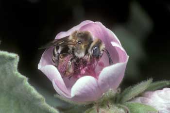 Eucera malvae