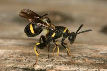 Leucospis dorsigera