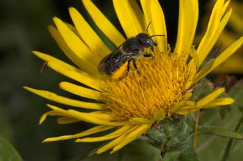 Osmia spinulosa