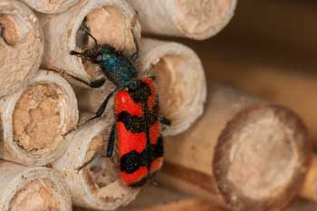 Trichodes alvearius