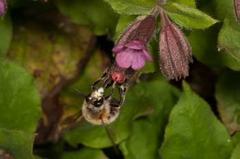 Anthophora_plumipes_2006_0547_1100