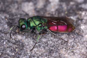Chrysis trimaculata