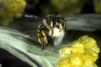 Anthidium manicatum