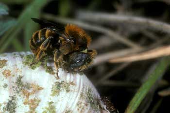 Osmia aurulenta