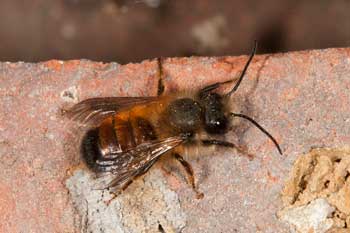 Osmia bicornis