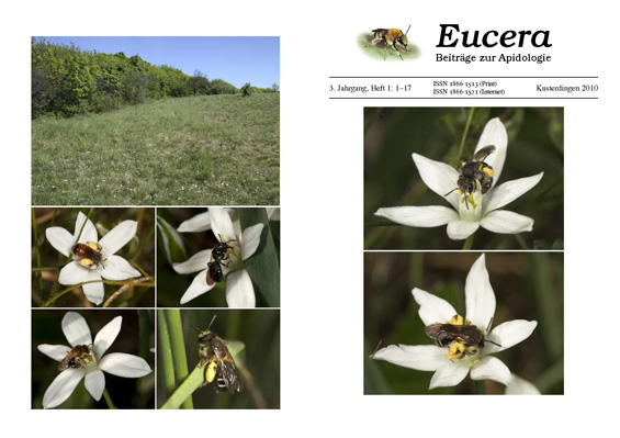 Eucera 3 (1)