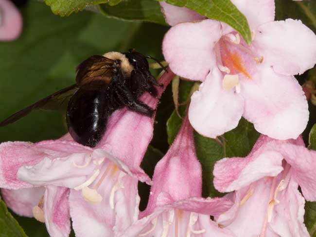 Xylocopa virginica