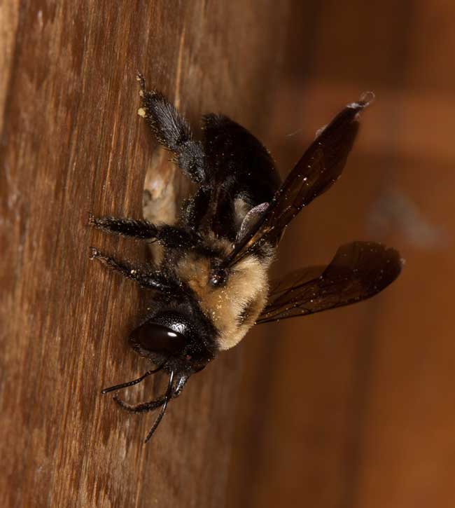 Xylocopa virginica