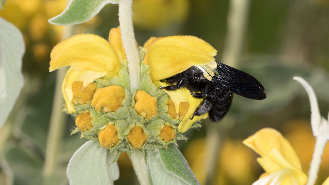 Xylocopa violacea