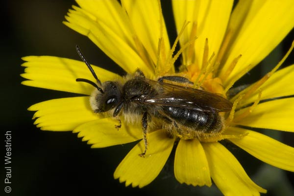 Andrena humilis Männchen